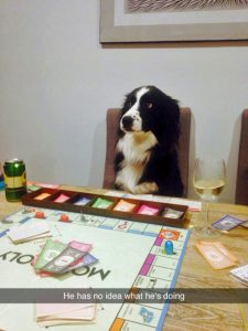 Border-Collie-1