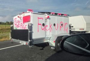 pig