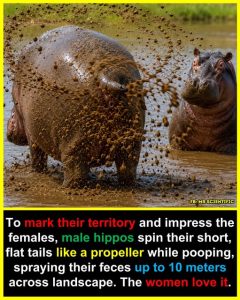 hippo-poo